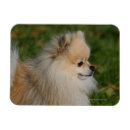 Suche nach zwergspitz magnete Profil