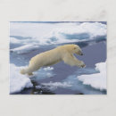 Recherche de svalbard cartes postales Polaire