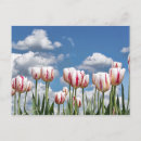 Recherche de printemps cartes postales Tulipe