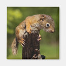 Suche nach eichhörnchen magnete Wildtier