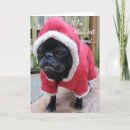 Suche nach beste mann karten Haustier