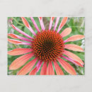 Suche nach echinacea postkarten Konflower