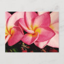 Suche nach plumeria postkarten Blume