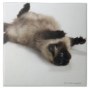 Suche nach hauskatze fliesen Ein tier