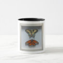 Recherche de entomologie tasses Papillon