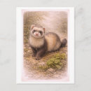 Recherche de furets cartes postales Dessin