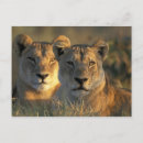 Recherche de chobe cartes postales Afrique