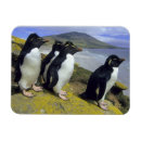 Recherche de boucle d magnets Manchot bouclé