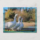 Suche nach drei hunde postkarten Lustig