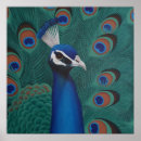 Recherche de peacock posters Plumes