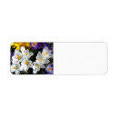 Recherche de crocus de ressort Printemps
