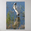 Suche nach storch poster Sumpf