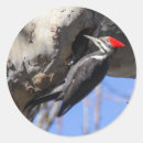 Suche nach spechte aufkleber Natur