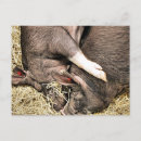 Suche nach kleine schweine postkarten Haken