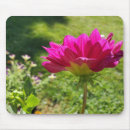 Suche nach rosa dahlien mousepads Natur