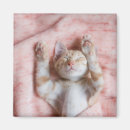 Suche nach kitten magnete Haustiere