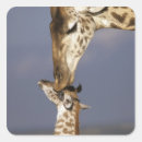 Suche nach masai aufkleber Safari
