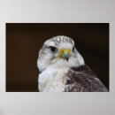 Recherche de fauconnier posters Oiseau de proie