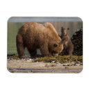 Suche nach babybär magnete Süße bären