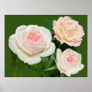 Suche nach schöne weiße rose poster Romantisch