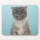 Recherche de chat gris blanc tapis souris Humour
