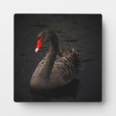 Suche nach der schwan fotoplatten Wasservogel