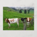 Suche nach rigi postkarten Schwein