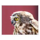 Suche nach weißer vogel poster Portrait