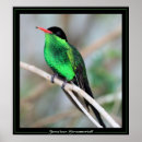 Suche nach jamaikanische poster Kolibris