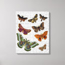 Suche nach motts poster leinwandbilder Schmetterling