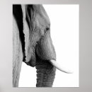 Suche nach weißer elefant poster Niedlich