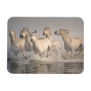 Suche nach mer magnete Pferd