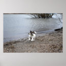 Suche nach jack russell terrier poster Portrait