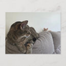 Recherche de orange chat tigré cartes postales Animal de compagnie