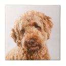 Suche nach studio fliesen Hund