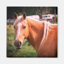 Suche nach weißes gesicht magnete Pferde