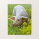 Suche nach schwein puzzle Haustiere