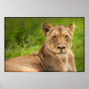 Recherche de lioness posters Africaine