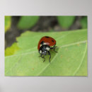 Recherche de insectes de bébé posters Ladybug