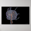 Suche nach nod poster Lymph