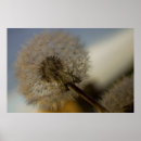 Suche nach dandelion poster Fotografie
