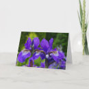 Recherche de iris photographie Floral