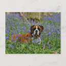 Recherche de chien boxeur cartes postales Photographe canin