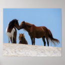 Recherche de stade posters Animal