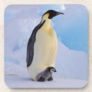 Suche nach pinguine untersetzer Natur