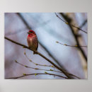 Suche nach finke poster Vögel