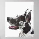 Suche nach daner poster Super dane