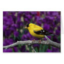 Recherche de plumage cartes postales Américain