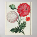 Suche nach papaver poster Pre 19th