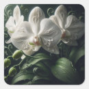 Suche nach weiße orchidee aufkleber Botanisch